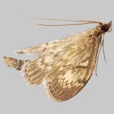 Attēlu rezultāti vaicājumam “Anania lancealis”