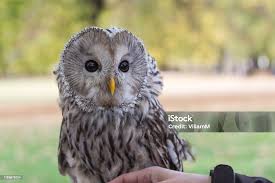 Attēlu rezultāti vaicājumam “Strix uralensis”