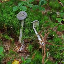 Attēlu rezultāti vaicājumam “Cantharellula umbonata”