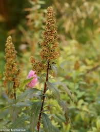 Attēlu rezultāti vaicājumam “Spiraea salicifolia flower”