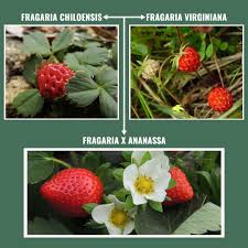 Attēlu rezultāti vaicājumam “Fragaria vesca fruit”
