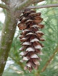 Attēlu rezultāti vaicājumam “Pinus strobus fruit”