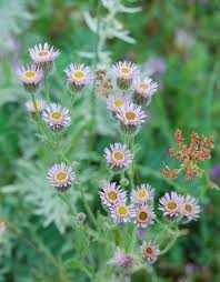 Attēlu rezultāti vaicājumam “Erigeron acris”