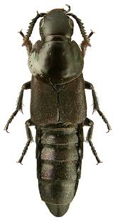 Attēlu rezultāti vaicājumam “Quedius dilatatus”