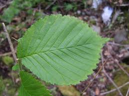 Attēlu rezultāti vaicājumam “Ulmus glabra leaf”