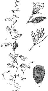 Attēlu rezultāti vaicājumam “Microrrhinum minus flower”