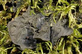 Attēlu rezultāti vaicājumam “Collema flaccidum”