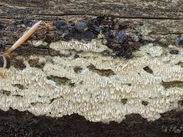 Attēlu rezultāti vaicājumam “Schizopora paradoxa”