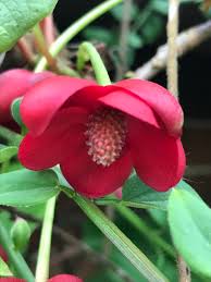 Attēlu rezultāti vaicājumam “Schisandra chinensis flower”