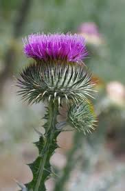 Image result for Onopordum acanthium