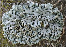 Attēlu rezultāti vaicājumam “Hypogymnia tubulosa”