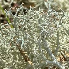 Attēlu rezultāti vaicājumam “Cladonia ciliata”