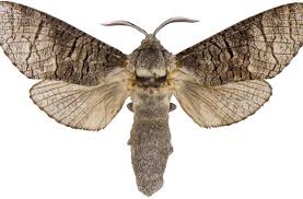 Attēlu rezultāti vaicājumam “Lamellocossus terebra”