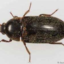 Attēlu rezultāti vaicājumam “Dermestidae”