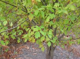 Attēlu rezultāti vaicājumam “Acer negundo bud”