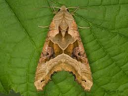 Attēlu rezultāti vaicājumam “Phlogophora meticulosa”