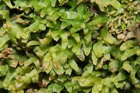 Attēlu rezultāti vaicājumam “Riccardia latifrons”