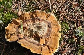 Attēlu rezultāti vaicājumam “Coltricia perennis”