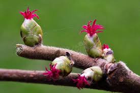 Attēlu rezultāti vaicājumam “Corylus avellana female flower”