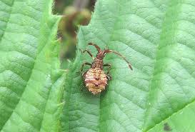 Attēlu rezultāti vaicājumam “Coreus marginatus nymph”