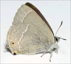 Attēlu rezultāti vaicājumam “Favonius quercus underside”