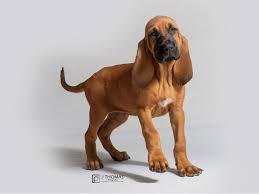 Image result for Carlisle BloodHounds