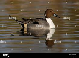 Attēlu rezultāti vaicājumam “Anas acuta male”