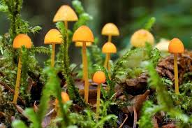 Attēlu rezultāti vaicājumam “Lycogala botrydium young”