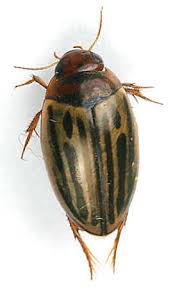 Attēlu rezultāti vaicājumam “Dytiscidae”