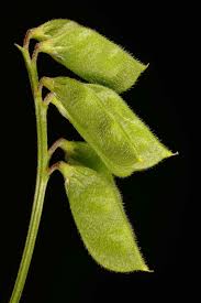 Attēlu rezultāti vaicājumam “Vicia hirsuta leaf”