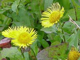 Attēlu rezultāti vaicājumam “Inula britannica leaf”