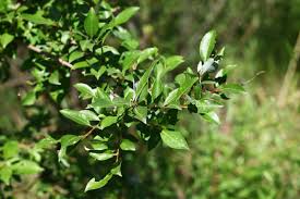 Attēlu rezultāti vaicājumam “Salix triandra fruit”