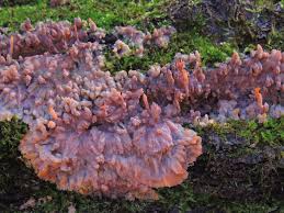 Attēlu rezultāti vaicājumam “Phlebia radiata”