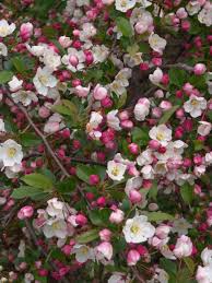 Attēlu rezultāti vaicājumam “Malus”