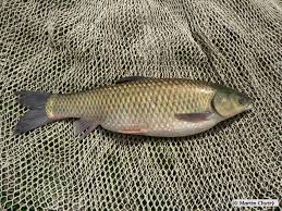 Image result for Ctenopharyngodon idella