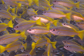 Image result for Lutjanus colorado