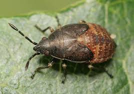 Attēlu rezultāti vaicājumam “Kleidocerys resedae imago”