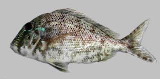 Image result for Archosargus rhomboidalis