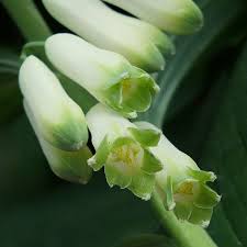 Attēlu rezultāti vaicājumam “Polygonatum multiflorum  flower”