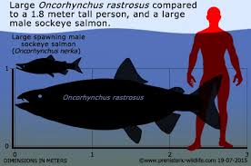 Image result for Oncorhynchus
