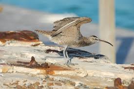 Image result for Numenius hudsonicus