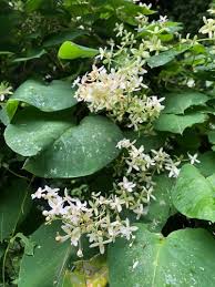 Attēlu rezultāti vaicājumam “Phytolaccaceae”