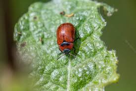 Attēlu rezultāti vaicājumam “Gonioctena viminalis”