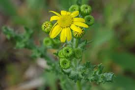 Attēlu rezultāti vaicājumam “Senecio vernalis leaf”