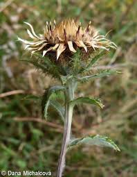 Attēlu rezultāti vaicājumam “Carlina biebersteinii bud”