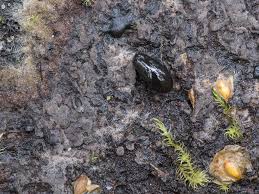 Attēlu rezultāti vaicājumam “Phronia sp.”