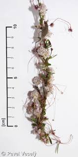 Attēlu rezultāti vaicājumam “Cuscuta epithymum subsp. trifolii”