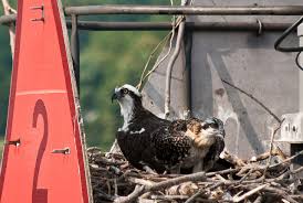 Attēlu rezultāti vaicājumam “Pandion haliaetus adult”