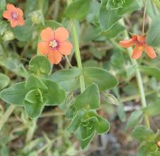Image result for Anagallis arvensis