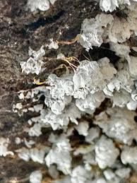 Attēlu rezultāti vaicājumam “Willkommlangea reticulata plasmodium”